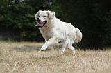 GOLDEN RETRIEVER 733